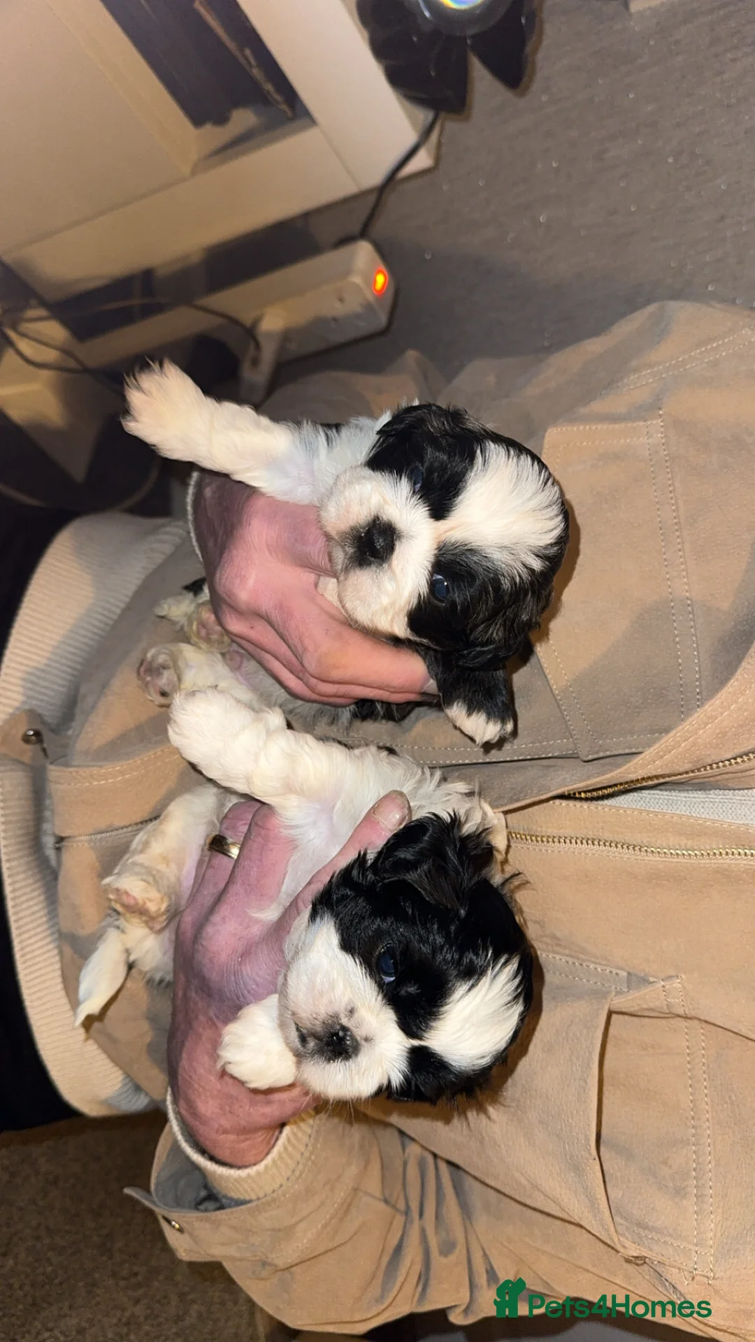 Shih Tzu dogs for sale: Beautiful shih tzu pups for sale - Advert 2