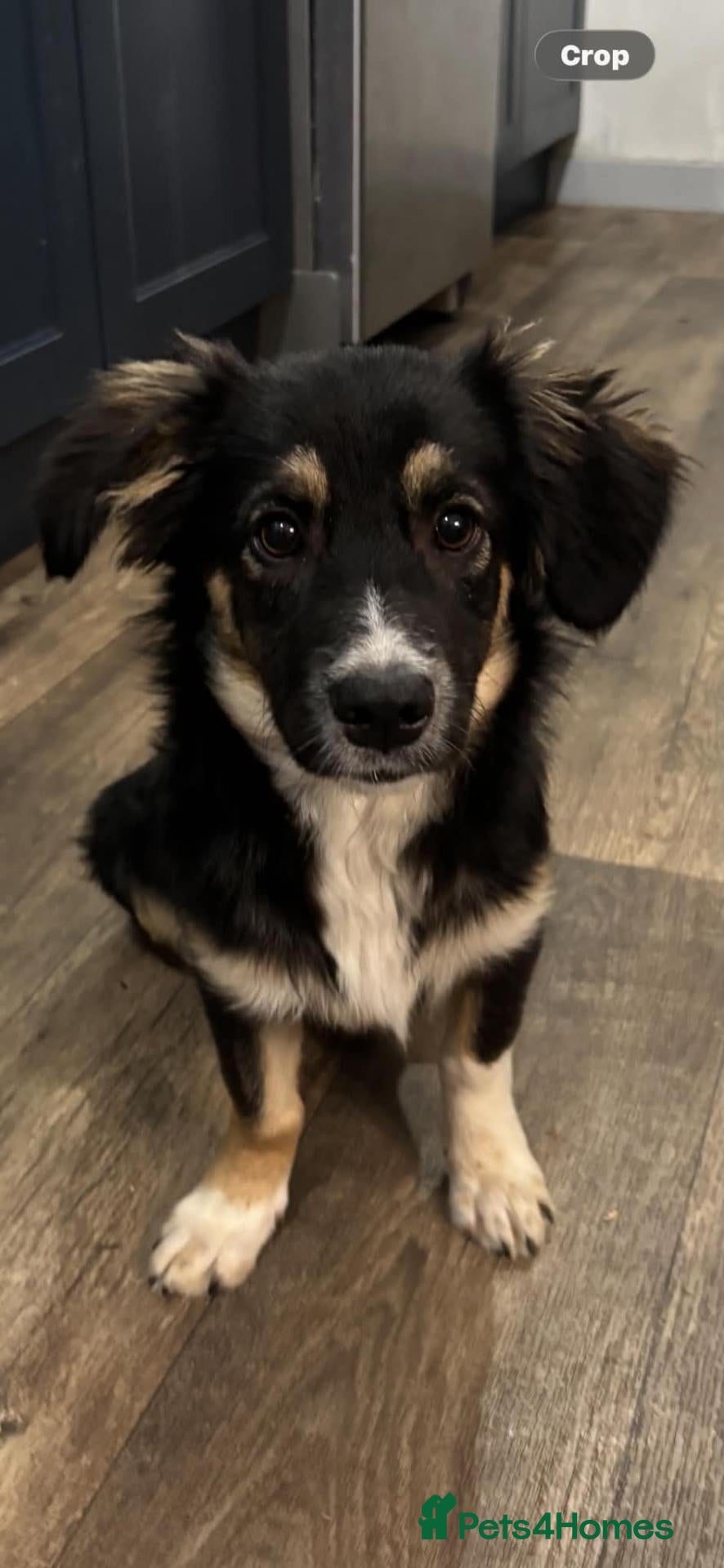 Mixed Breed dogs for adoption: Dolly ❤️  - Advert 3