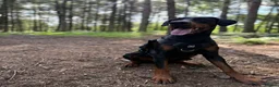 Dobermann dogs for sale: Judge - Advert 11