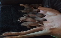 Mixed Breed dogs for sale: 8cross bread mastiff puppies for sale  - Image 3