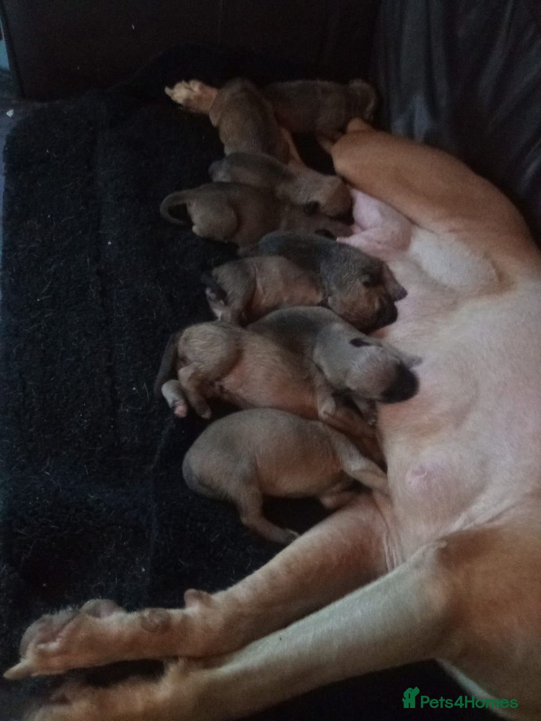 Mixed Breed dogs for sale: 8cross bread mastiff puppies for sale  - Image 3