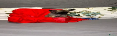 Chihuahua 5