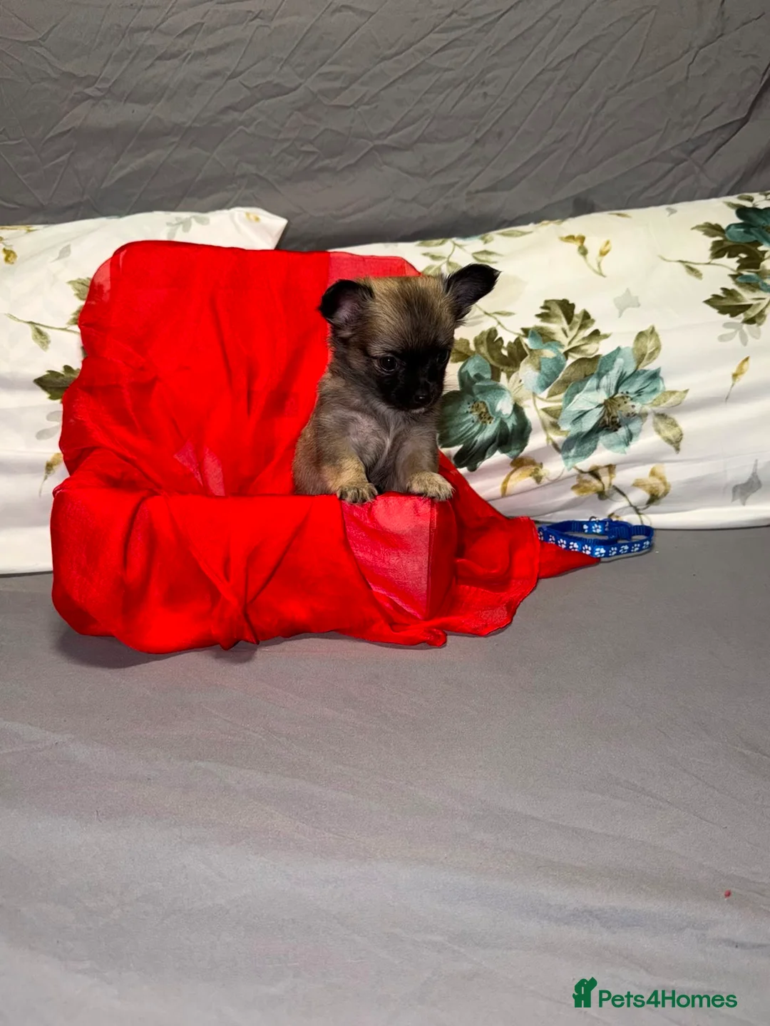 Chihuahua dogs for sale: Tiny chihuahua puppies  - Advert 2