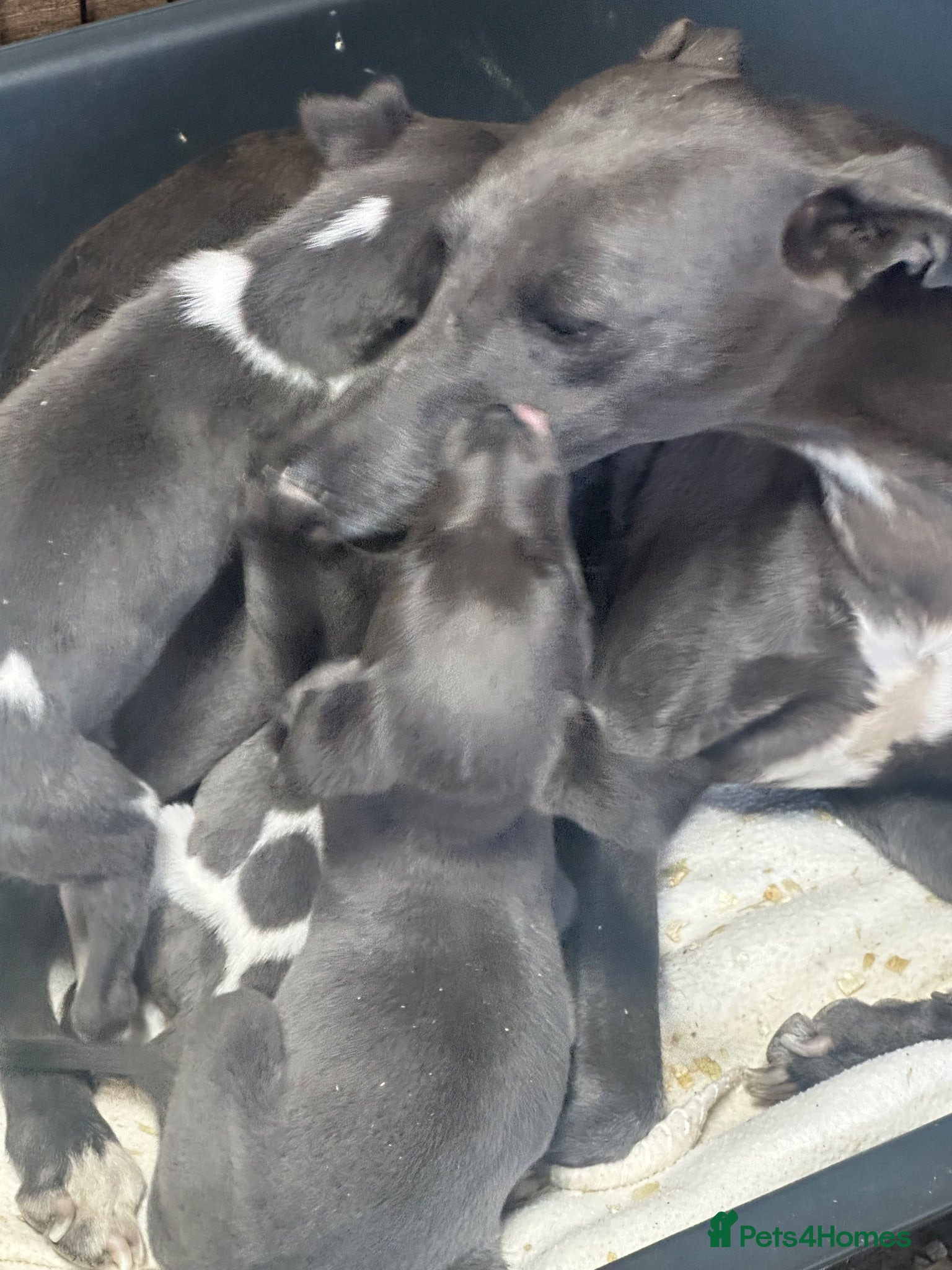 Whippet dogs Stunning litter of blue whippet puppies - Advert 19