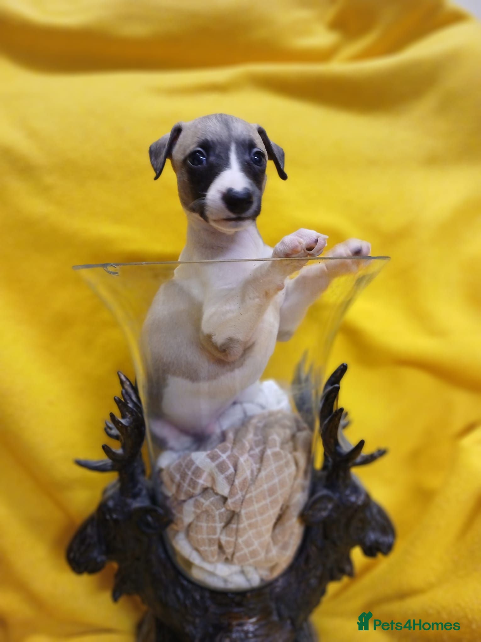 Whippet dogs Quality kc registered whippet puppies - Advert 2