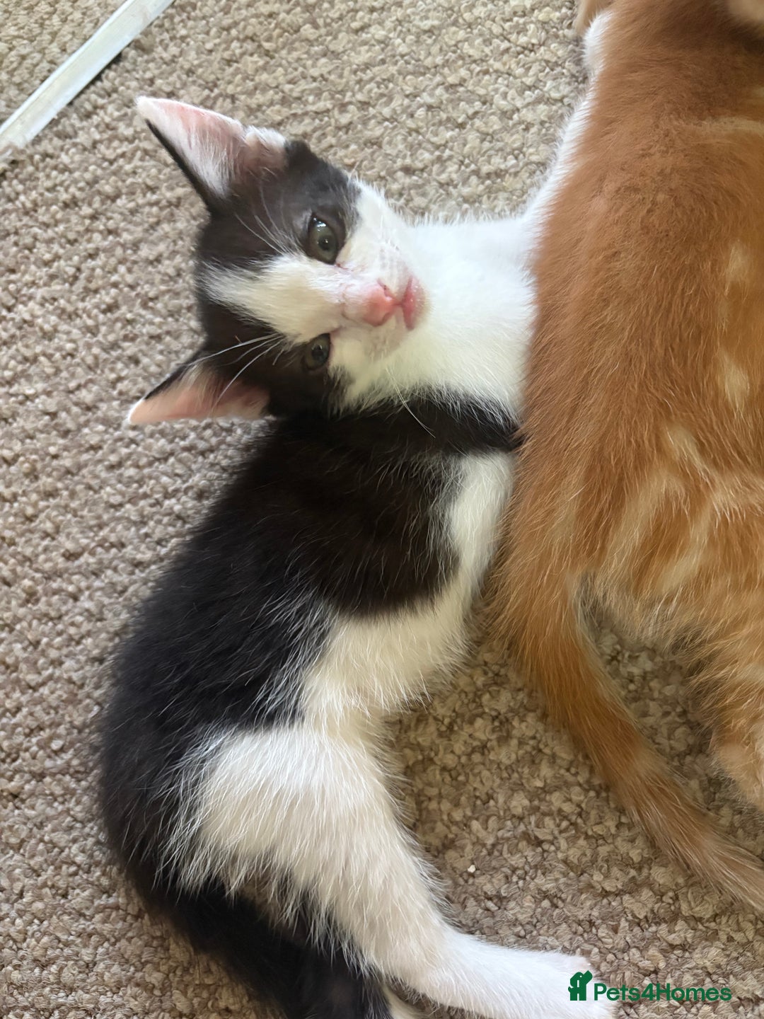 Mixed Breed cats for sale: 2 black and white kittens- READY TO GO! in Swindon - Image 3