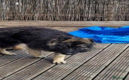 German Shepherd dogs for sale: German shepherd puppies  - Image 10