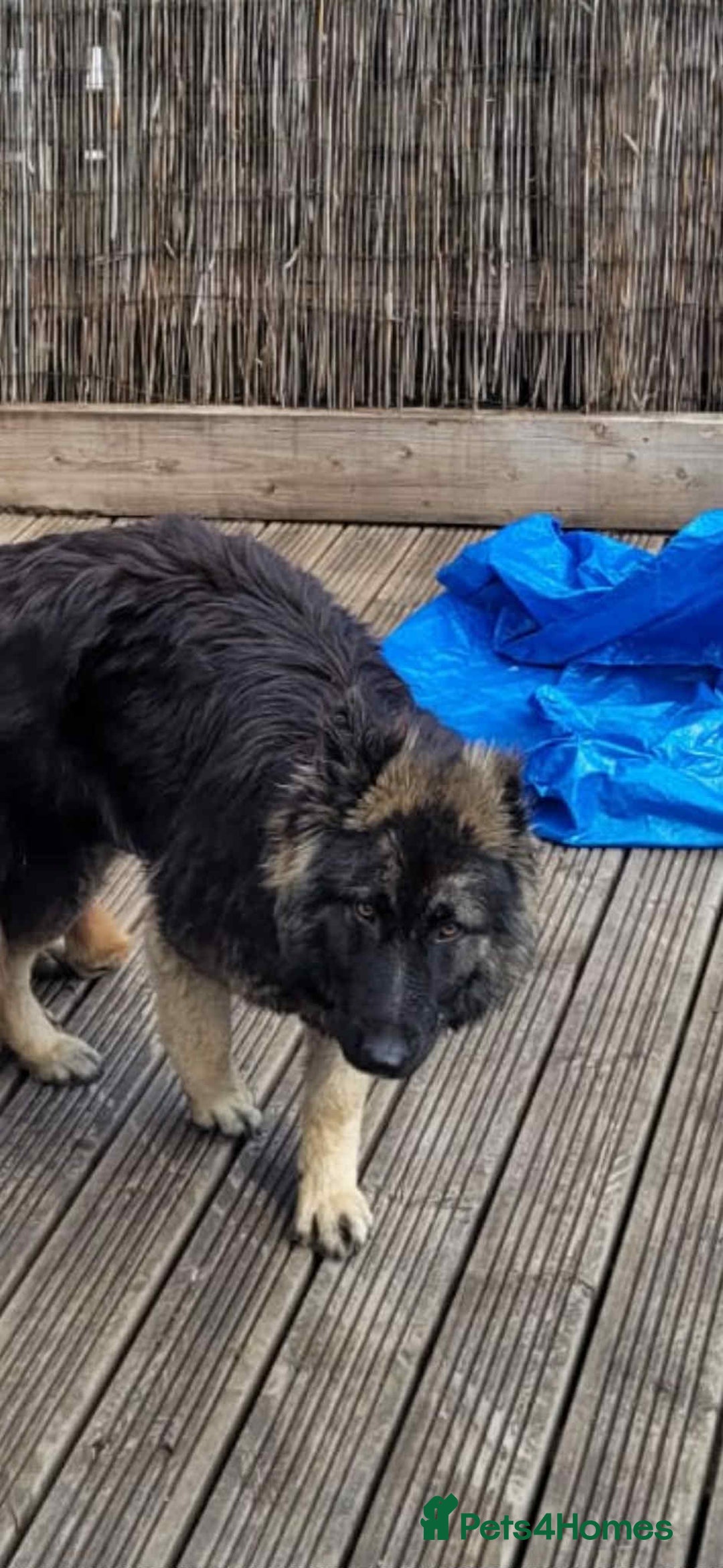 German Shepherd dogs for sale: German shepherd puppies  - Image 10