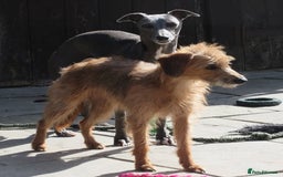 Lurcher dogs for sale: Sports lurchers - Image 15