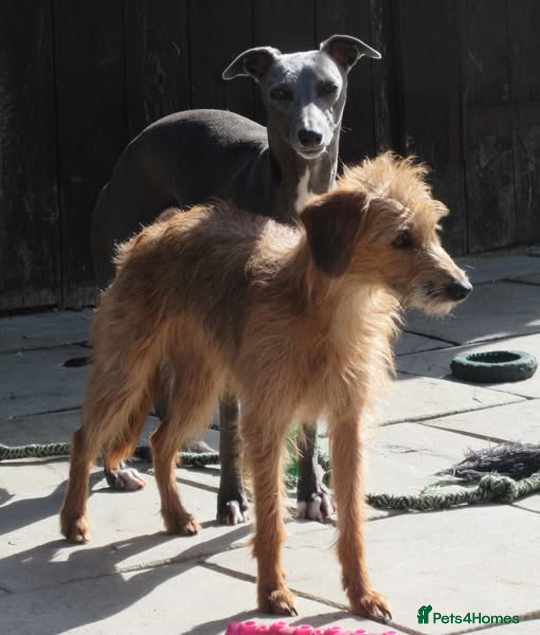 Lurcher dogs for sale: Sports lurchers - Image 15