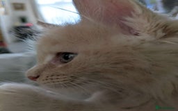 Maine Coon cats for sale: Beautiful Maine Coon Kittens - Image 30