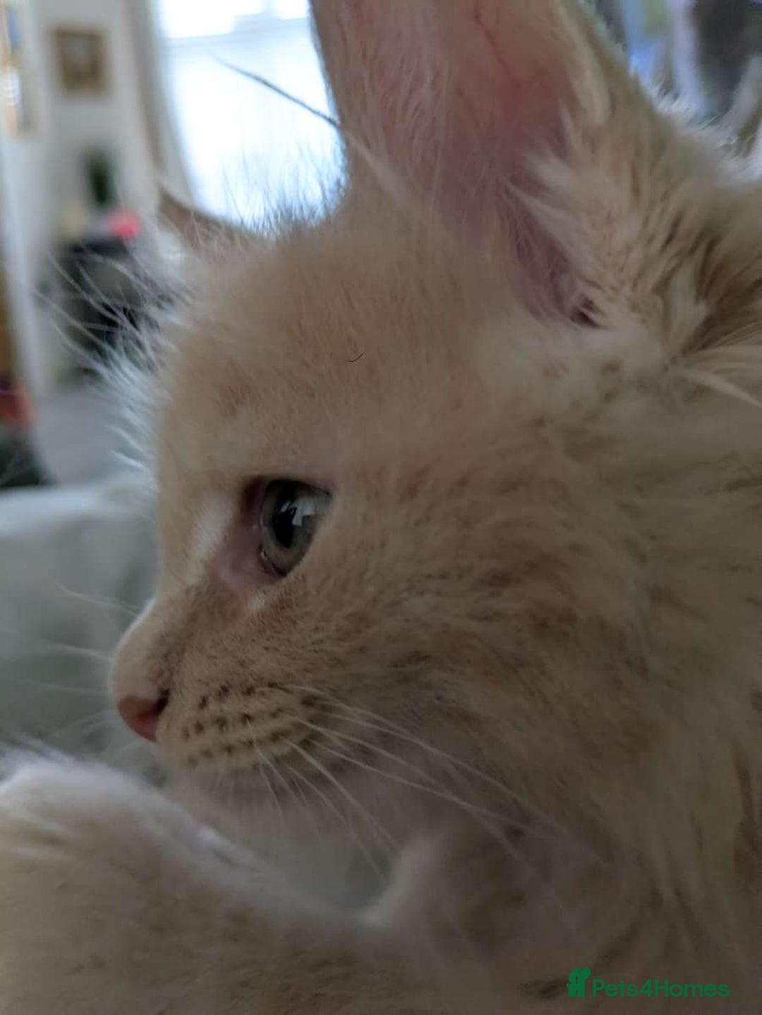Maine Coon cats for sale: Beautiful Maine Coon Kittens - Image 30