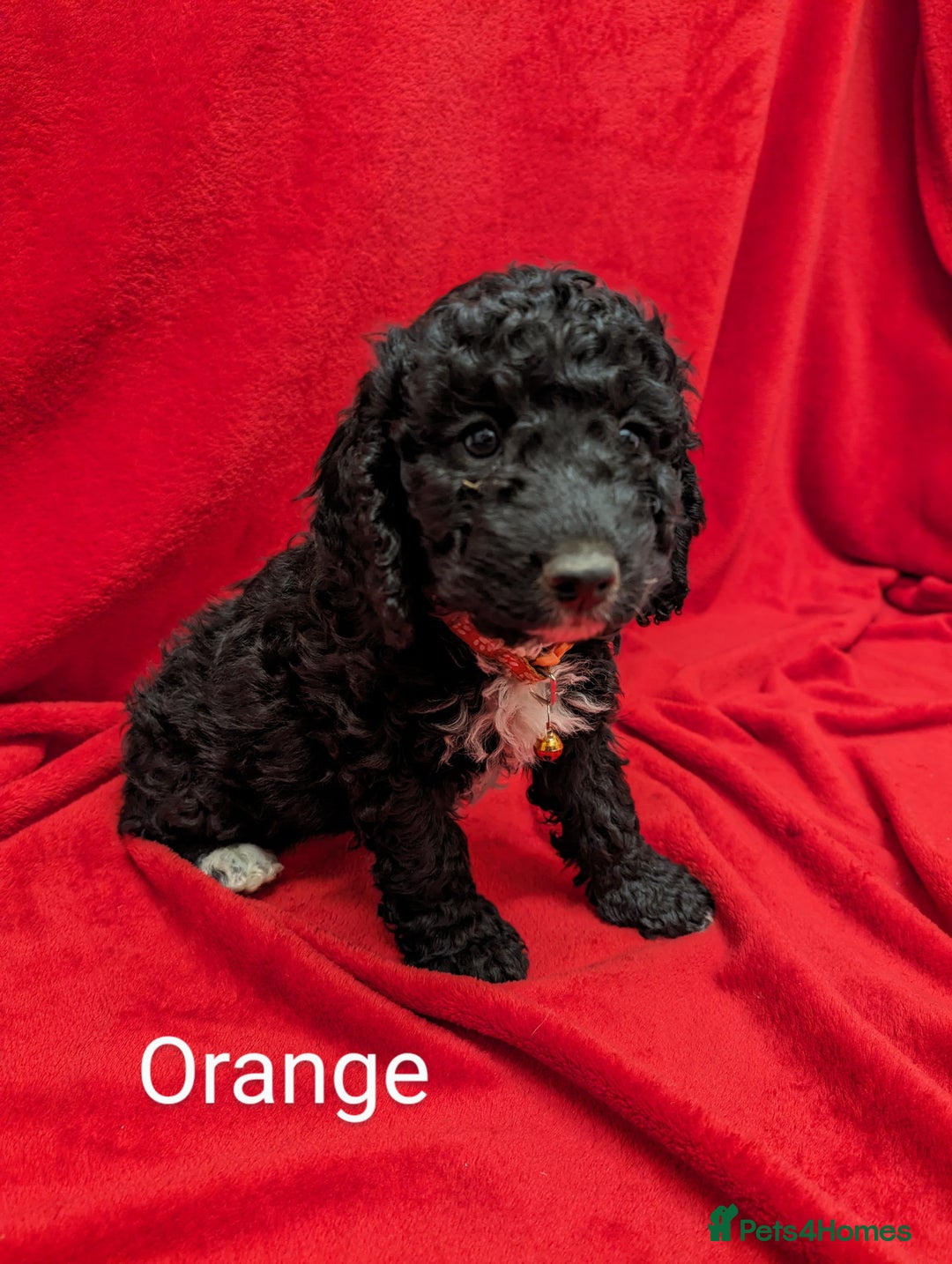 Sproodle dogs for sale: Beautiful F1b Sproodle Pups, 4 Boys & 4 Girls - Image 16
