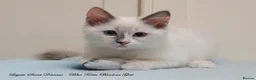 Ragdoll cats for sale: Quality GCCF Reg Ragdoll Kittens Ready Now - Advert 9
