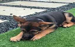 German Shepherd dogs for sale: Healthy German shepherd puppy needs new home - Image 2