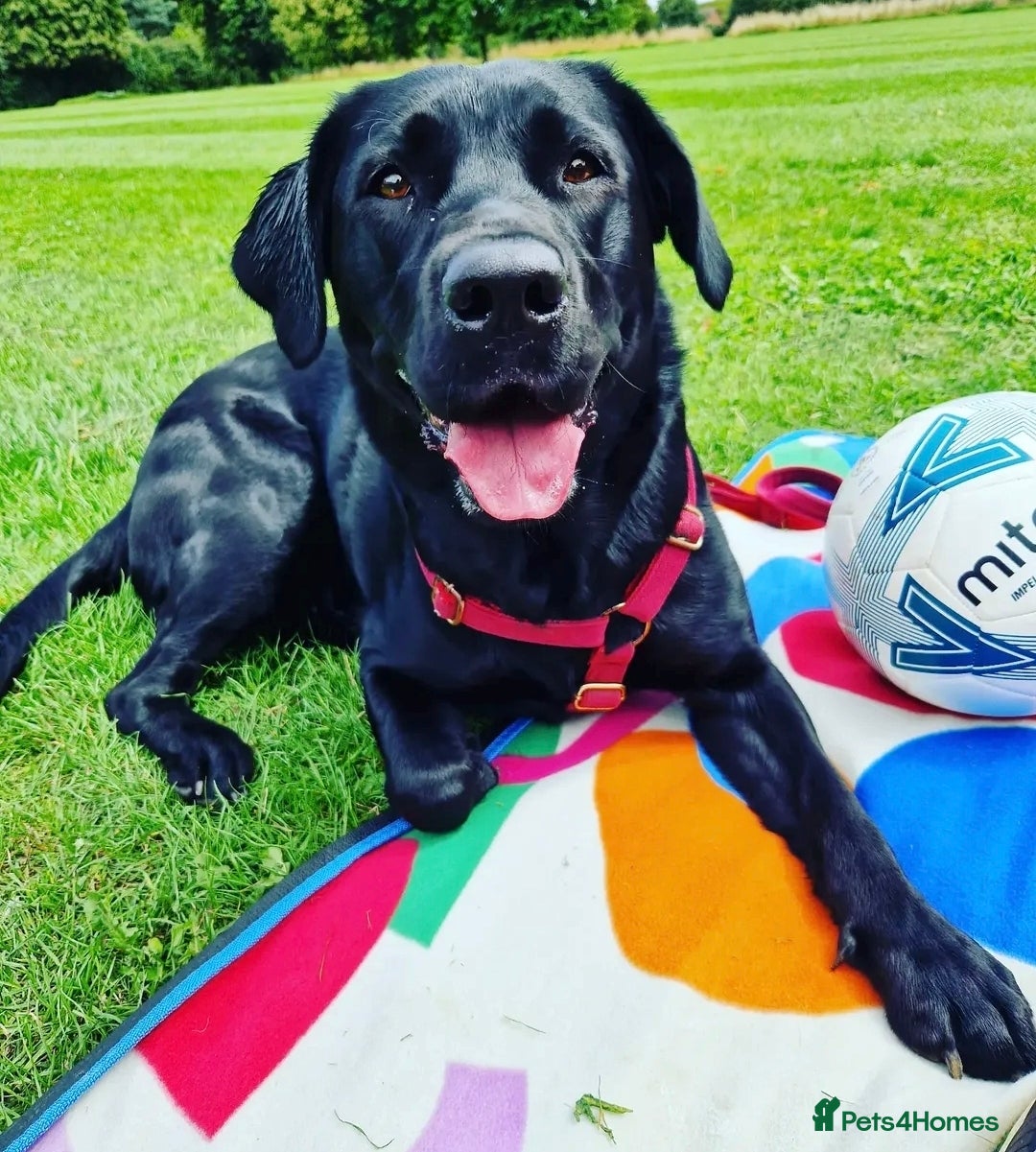 Labrador Retriever dogs Kc reg working lab (field trial champs generation  - Advert 7