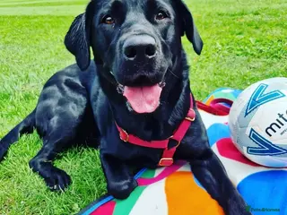 Labrador Retriever dogs Kc reg working lab (field trial champs generation - Advert 7