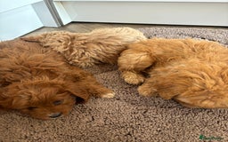 Cavapoo dogs for sale: Gorgeous cavapoos  - Image 3