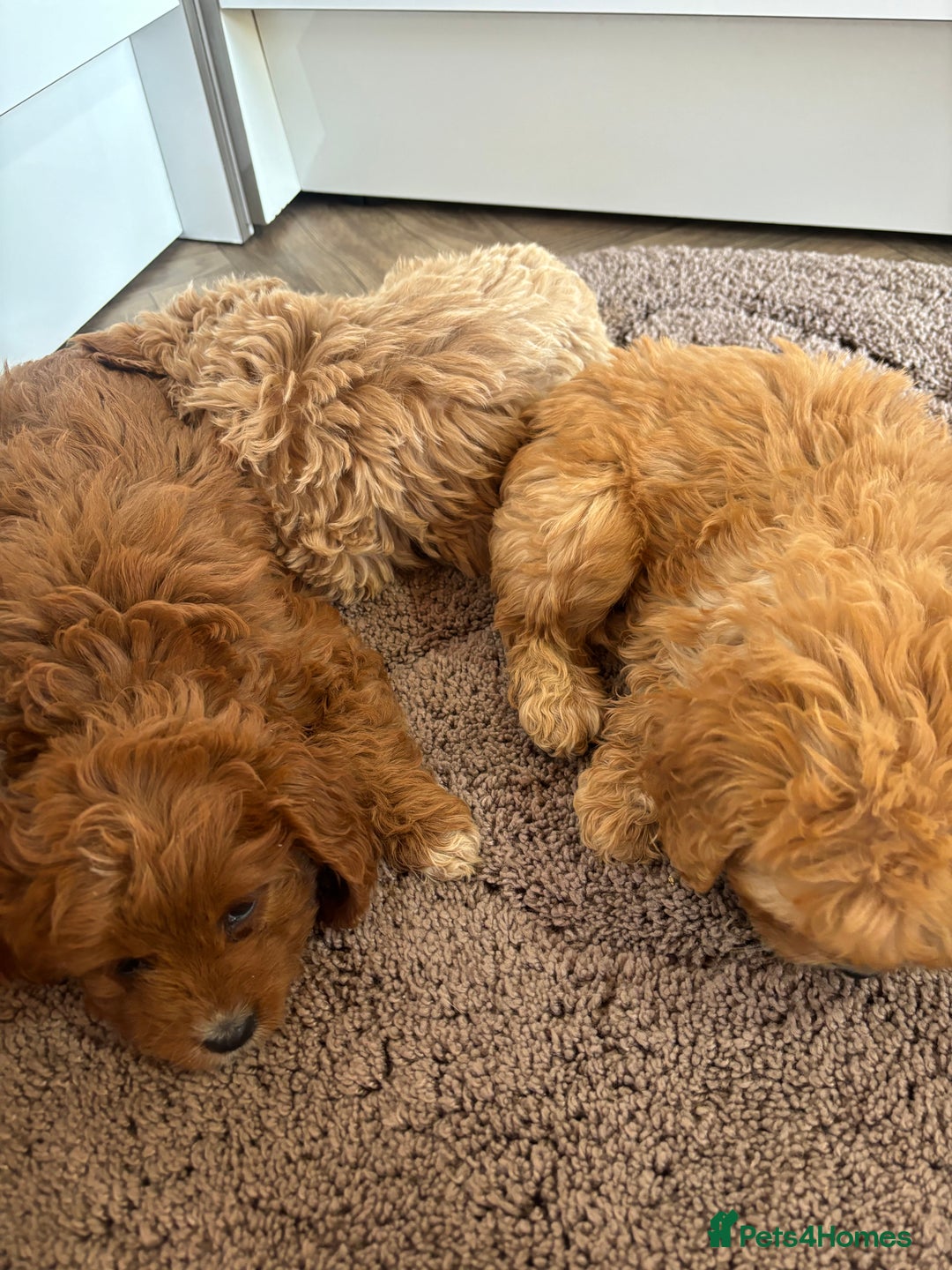 Cavapoo dogs for sale: Gorgeous cavapoos  - Image 3