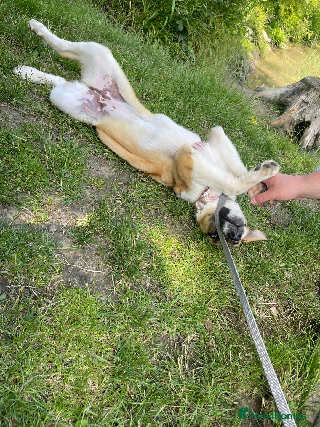 Mixed Breed dogs for sale: Honey the Romanian rescue🧡 - Image 5