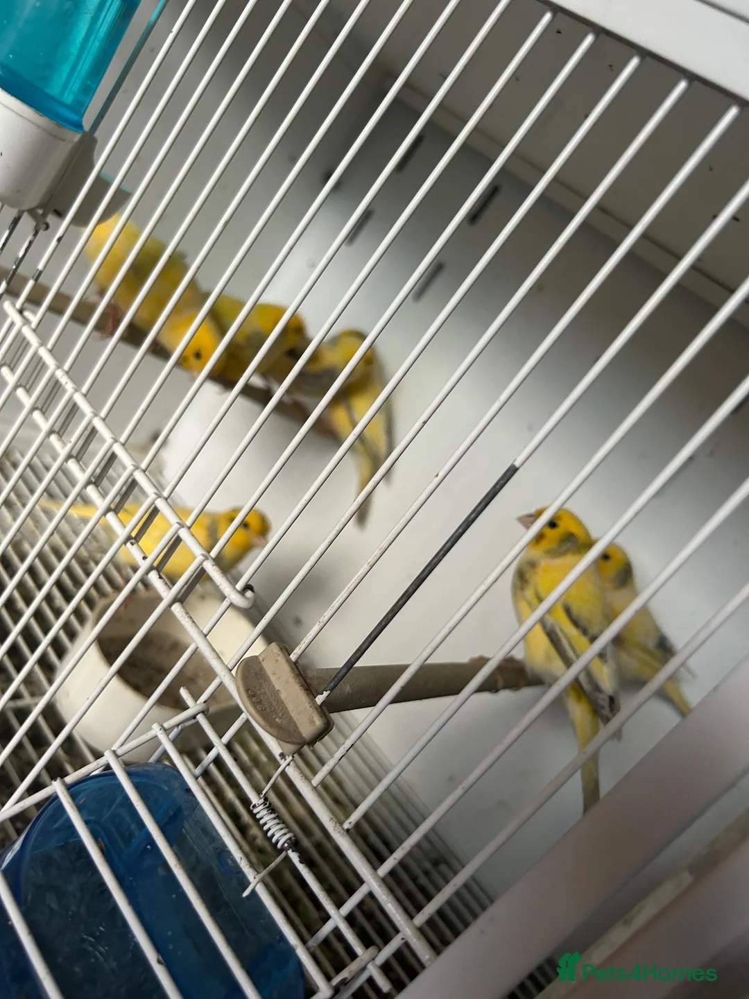 Canaries birds for sale: 1large cage only 2 canaries  - Advert 1