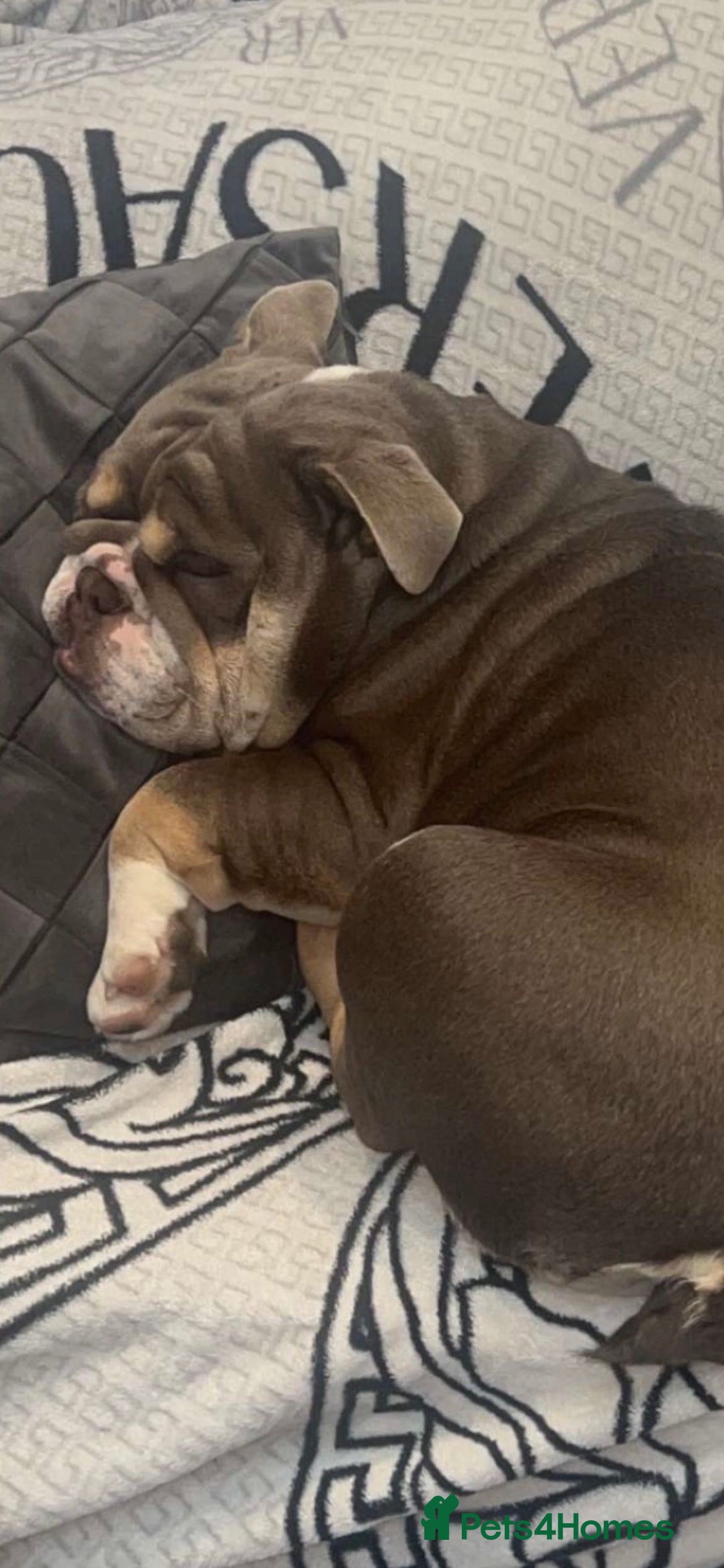 English Bulldog dogs for stud: 🔥FURY🔥 - Image 11