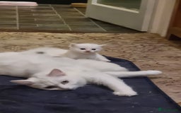 Mixed Breed cats for sale: Adorable Kittens looking for Their Forever Home - Image 12