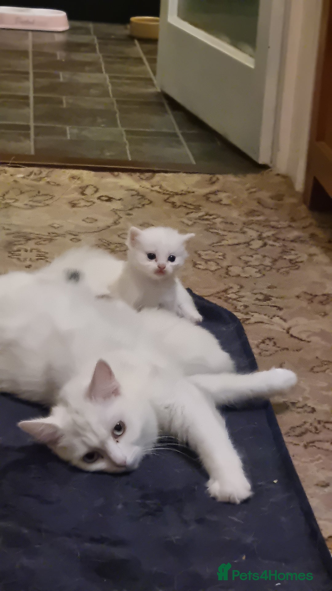 Mixed Breed cats for sale: Adorable Kittens looking for Their Forever Home - Image 12