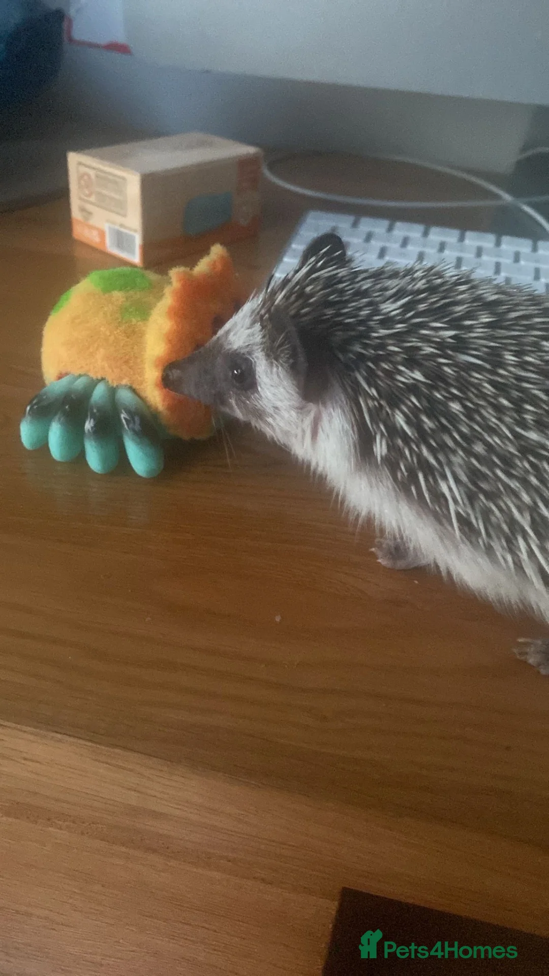 Pygmy Hedgehog rodents for sale: Hedgehog  in Bromley - Advert 5