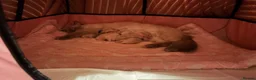 Ragdoll cats for sale: Beautiful Ragdoll Kittens - Advert 8