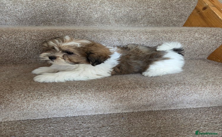 Shih Tzu dogs - Advert 2