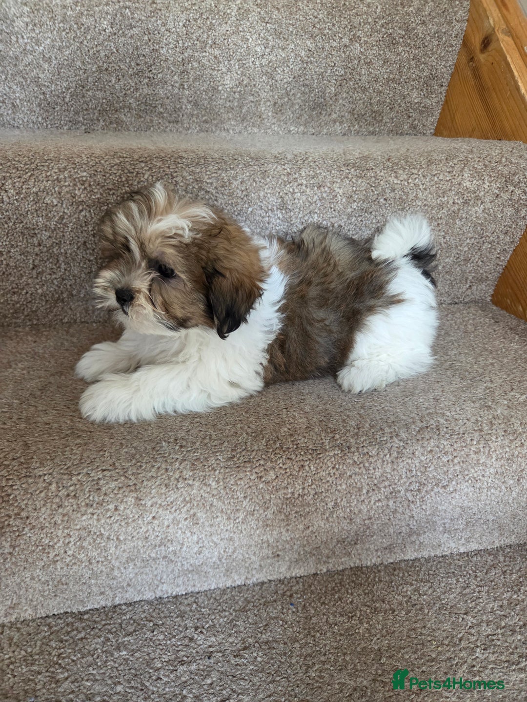 Shih Tzu dogs for sale: STUNNING HEALTH CHECKED PUPPIES  - Image 1