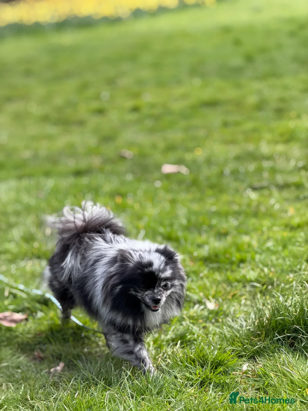 Pomeranian dogs for sale: BEAUTIFUL TEDDY FACE POMERANIAN PUPPIES KC ❤️✨ - Advert 2