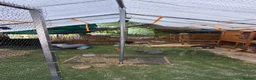Mini Lop rabbits for sale: Bonded Female Rabbits Large Outdoor Home Essential in Leighton Buzzard - Advert 3