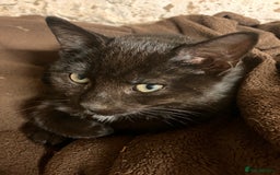 Mixed Breed cats for sale: Dobby and Ron - Image 3