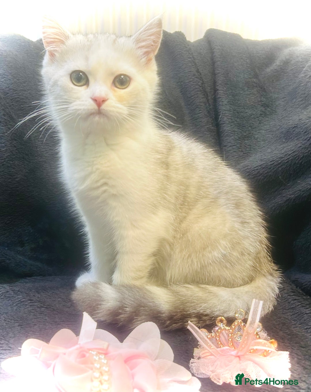 Persian cats for sale:  Persian cross now reserved.  - Image 6