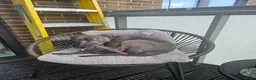Mixed Breed dogs for stud: Staffordshire bull terrier x American Staff in London - Advert 6