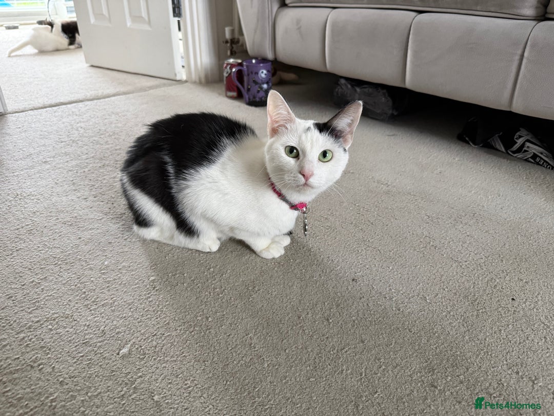 Mixed Breed cats for sale: Half Maine coon kittens.  - Advert 1