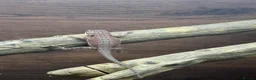 Bearded Dragon reptiles for sale: Beautiful Baby Bearded Dragons Available - Advert 4