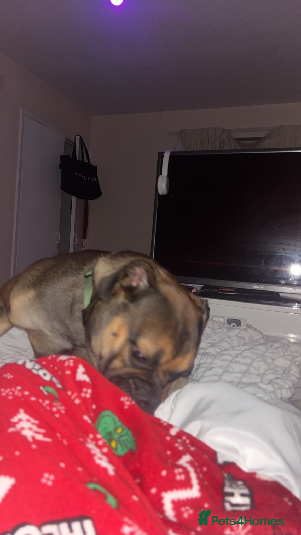 Dorset Olde Tyme Bulldogge dogs Dorset Old tyme bulldog  - Advert 3