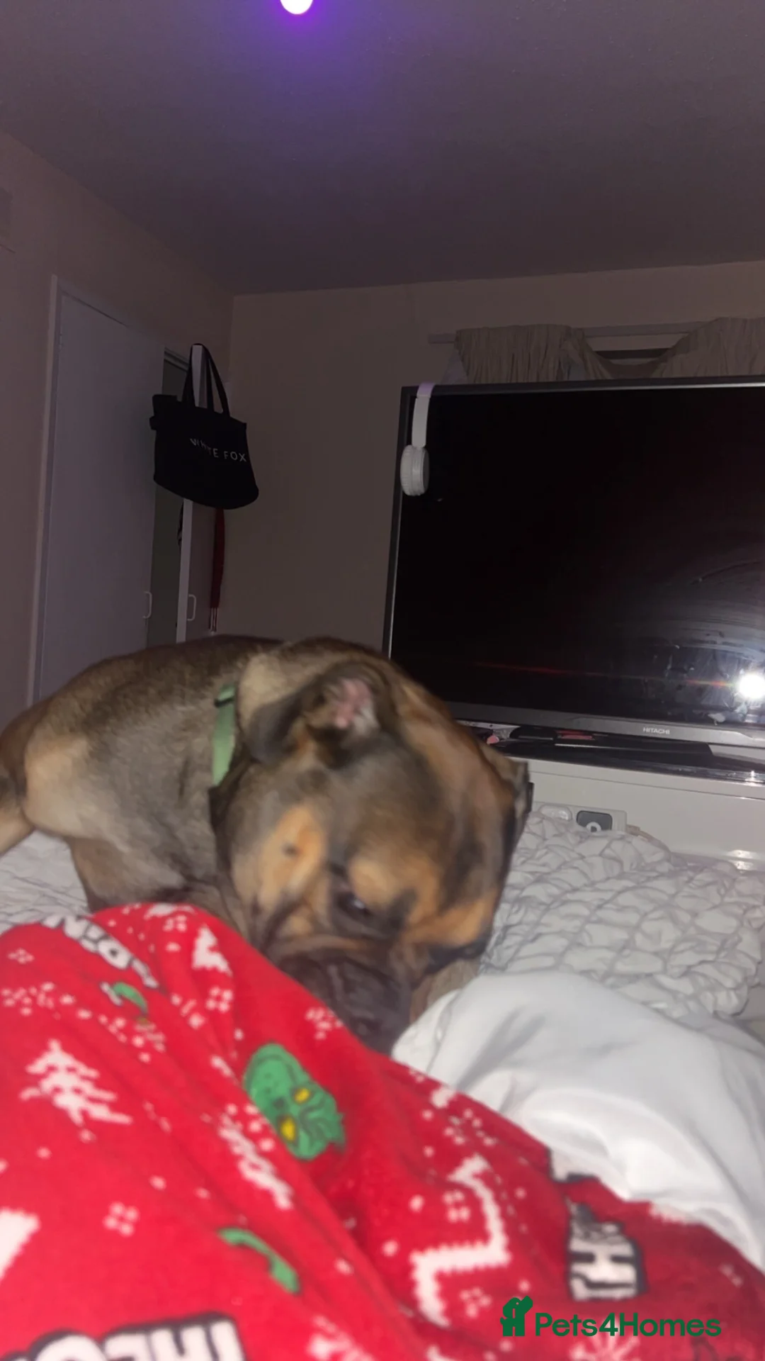 Dorset Olde Tyme Bulldogge dogs for sale: Dorset Old tyme bulldog  in Wadebridge - Advert 1