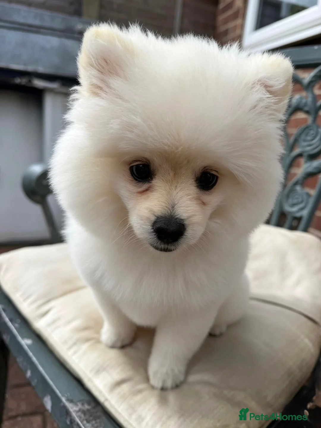 Pomeranian dogs for sale: Pomeranian gorgeous boy in Buckhurst Hill - Advert 2