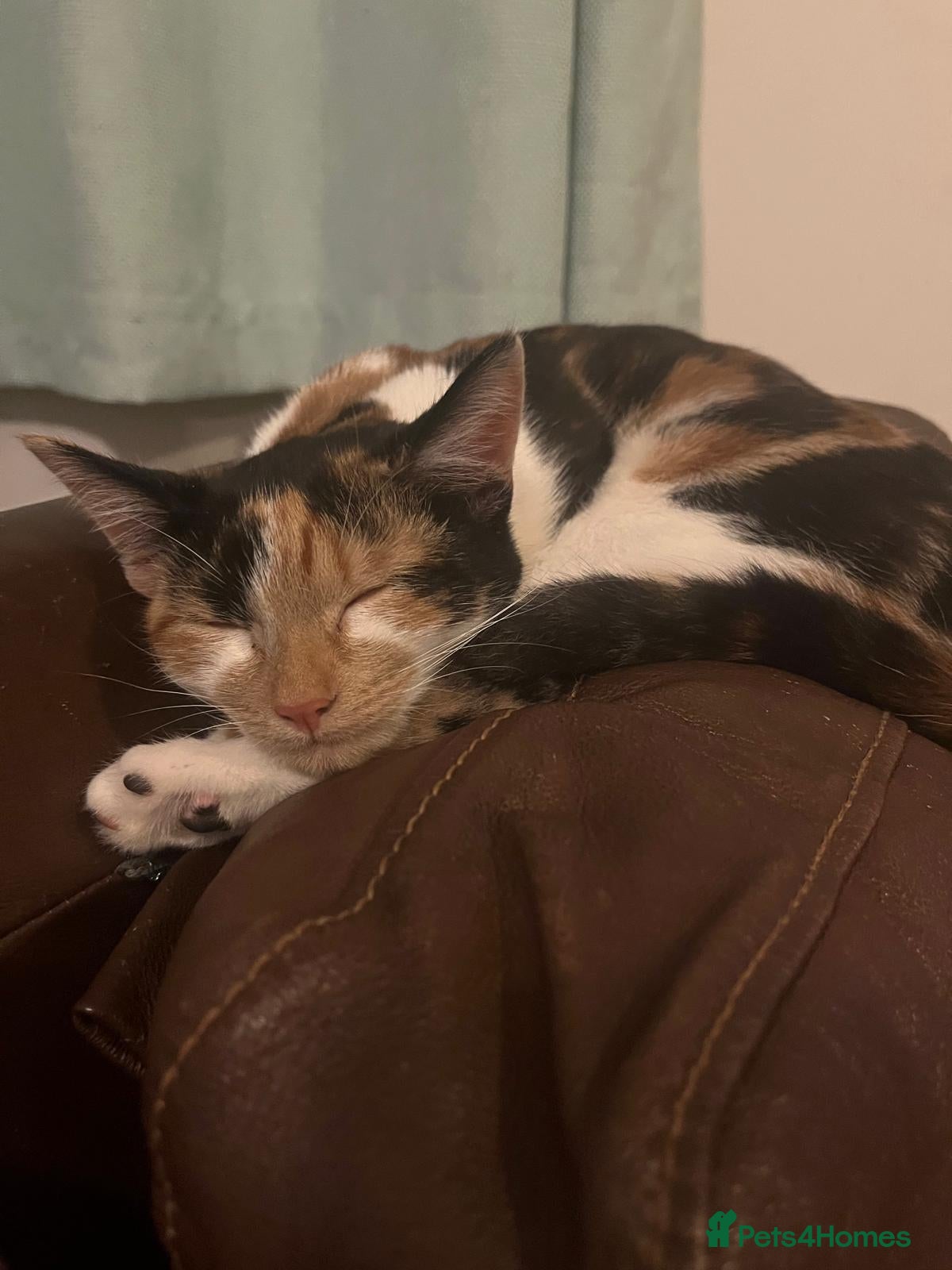 Mixed Breed cats Female cat - Advert 2