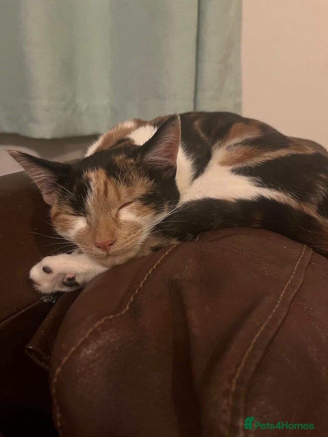 Mixed Breed cats for sale: Female cat - Advert 1