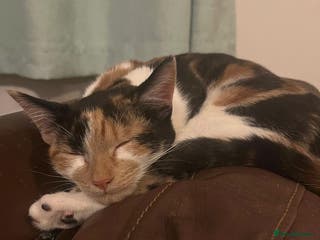 Mixed Breed cats Female cat - Advert 2