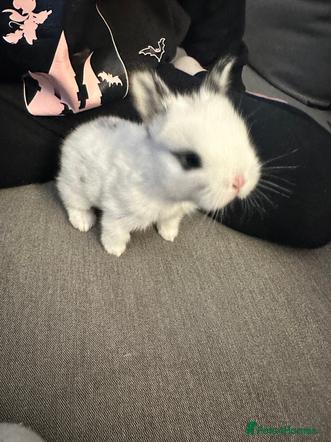 Dwarf Hotot rabbits for sale: Baby bunny  - Image 4