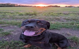 Rottweiler dogs for sale: 3 year old female Rottweiler  - Image 7
