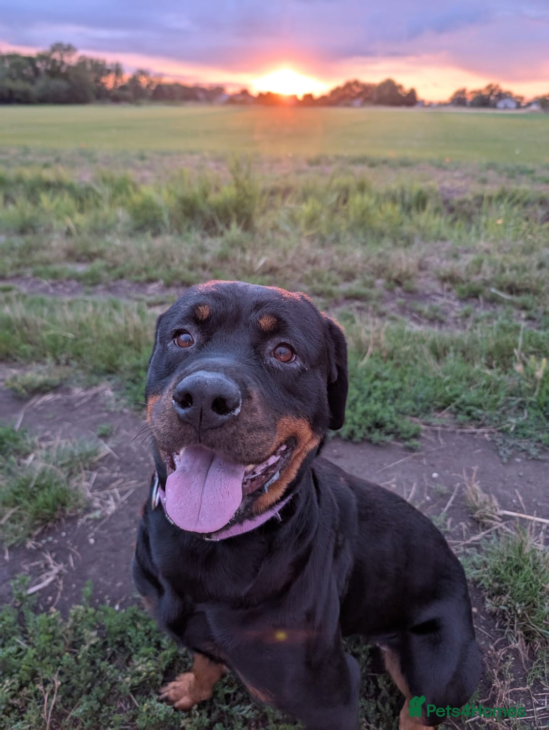 Rottweiler dogs for sale: 3 year old female Rottweiler  - Image 7