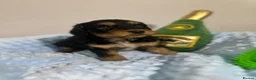 Cockapoo dogs for sale: ⭐️ BEAUTIFUL F1 TOY COCKAPOOS ⭐️ - Advert 12
