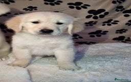 Golden Retriever dogs for sale: Kc, health tested, show type, golden retrievers. - Advert 19